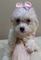 Olivia 1.4 lbs, a female Maltipoo for sale in Colcord, OK – 5 of 10