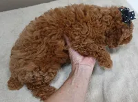 Deep Red, a male Poodle - Toy  for sale in Colcord, OK – 8 of 10