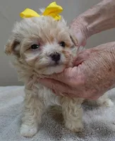 Bullet 19 ounces, a male Maltipoo for sale in Colcord, OK – Photo 1 of 10