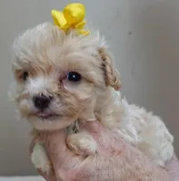 Bullet 19 ounces, a male Maltipoo for sale in Colcord, OK – Photo 6 of 10