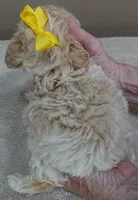 Bullet 19 ounces, a male Maltipoo for sale in Colcord, OK – Photo 10 of 10