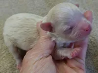 Bullet, a male Maltipoo for sale in Colcord, OK – Photo 4 of 7