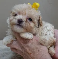 Bullet 19 ounces, a male Maltipoo for sale in Colcord, OK – Photo 8 of 10