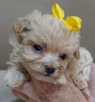Bullet 19 ounces, a male Maltipoo for sale in Colcord, OK – Photo 5 of 10