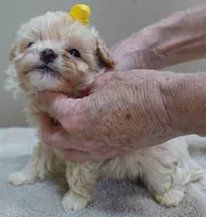 Bullet 19 ounces, a male Maltipoo for sale in Colcord, OK – Photo 7 of 10