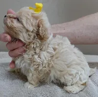 Bullet 19 ounces, a male Maltipoo for sale in Colcord, OK – Photo 4 of 10