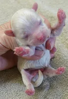 Bullet, a male Maltipoo for sale in Colcord, OK – Photo 1 of 7