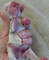 Bullet, a male Maltipoo for sale in Colcord, OK – Photo 5 of 7
