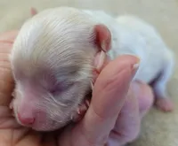 Bullet, a male Maltipoo for sale in Colcord, OK – Photo 3 of 7