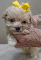 Bullet 19 ounces, a male Maltipoo for sale in Colcord, OK – Photo 2 of 10