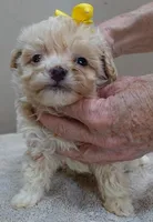 Bullet 19 ounces, a male Maltipoo for sale in Colcord, OK – Photo 9 of 10