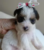 Tiny Bunny 1 lb 4 ozs, a female Yorkshire Terrier for sale in Colcord, OK – 8 of 10