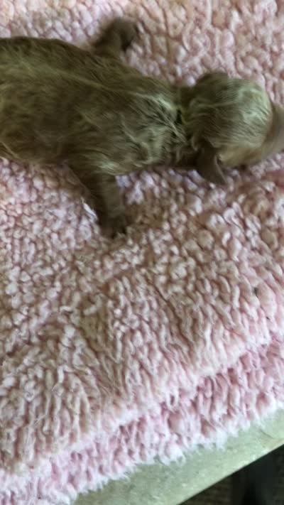 Zara, a female Poodle - Toy  for sale in Colcord, OK – 9 of 10