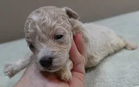 Clover 13 ounces, a female Maltipoo for sale in Colcord, OK – 5 of 10