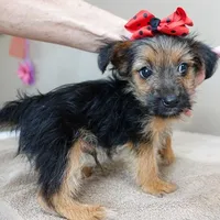 male sale 4, a male Yorkshire Terrier for sale in Colcord, OK – Photo 3 of 10