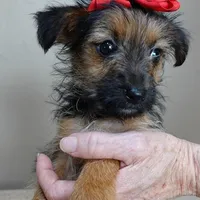 male sale 4, a male Yorkshire Terrier for sale in Colcord, OK – Photo 1 of 10