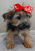 male sale 4 turning silver, a male Yorkshire Terrier for sale in Colcord, OK – Photo 3 of 10