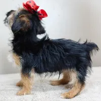 male sale 4, a male Yorkshire Terrier for sale in Colcord, OK – Photo 6 of 10