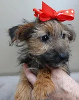 male sale 4 turning silver, a male Yorkshire Terrier for sale in Colcord, OK – Photo 7 of 10