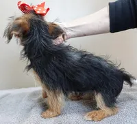 male sale 4 turning silver, a male Yorkshire Terrier for sale in Colcord, OK – Photo 4 of 10