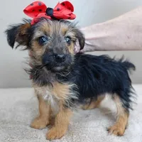 male sale 4, a male Yorkshire Terrier for sale in Colcord, OK – Photo 5 of 10