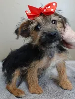 male sale 4 turning silver, a male Yorkshire Terrier for sale in Colcord, OK – Photo 1 of 10