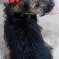male sale 4, a male Yorkshire Terrier for sale in Colcord, OK – Photo 10 of 10