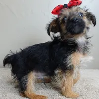 male sale 4, a male Yorkshire Terrier for sale in Colcord, OK – Photo 8 of 10