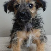 male sale 4, a male Yorkshire Terrier for sale in Colcord, OK – Photo 4 of 10