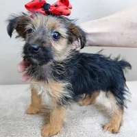 male sale 4, a male Yorkshire Terrier for sale in Colcord, OK – Photo 2 of 10