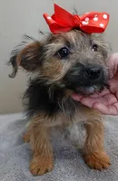 male sale 4 turning silver, a male Yorkshire Terrier for sale in Colcord, OK – Photo 2 of 10