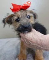 male sale 4 turning silver, a male Yorkshire Terrier for sale in Colcord, OK – Photo 8 of 10