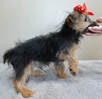 male sale 4 turning silver, a male Yorkshire Terrier for sale in Colcord, OK – Photo 5 of 10