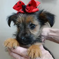 male sale 4, a male Yorkshire Terrier for sale in Colcord, OK – Photo 9 of 10