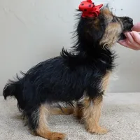 male sale 4, a male Yorkshire Terrier for sale in Colcord, OK – Photo 7 of 10