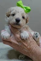 Teddy apricot, a male Poodle - Toy  for sale in Colcord, OK – 8 of 10