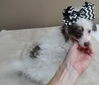 one more week , a female Poodle - Toy  for sale in Colcord, OK – 4 of 10