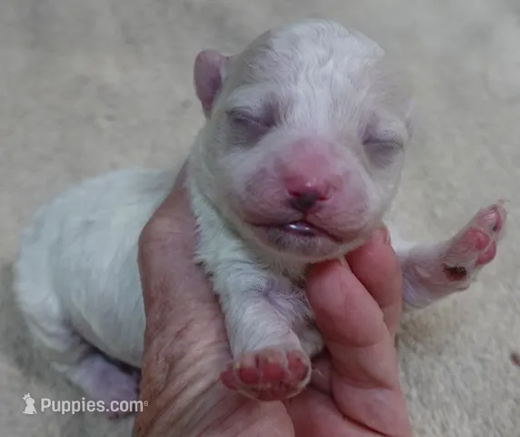 Kali – Maltipoo puppy for sale in Colcord, OK