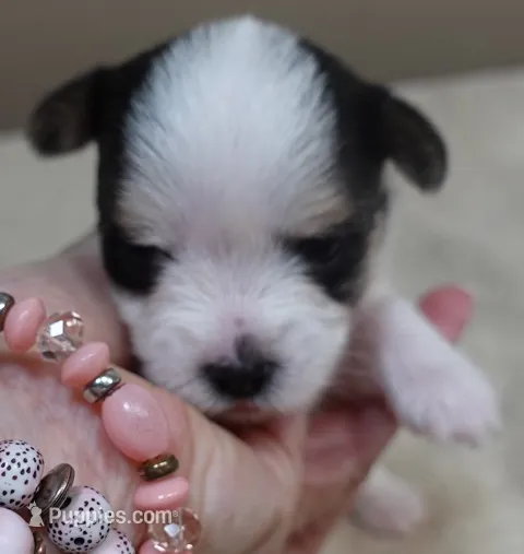 Nessie  – Yorkshire Terrier puppy for sale in Colcord, OK