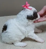 Maggie mae chocolate parti, a female Poodle - Toy  for sale in Colcord, OK – 6 of 10