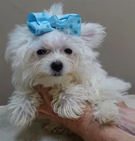TEACUP Harlow , a male Maltese for sale in Colcord, OK – 6 of 10