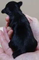 Tiny Daisy 7 1/4 ounces, a female Yorkshire Terrier for sale in Colcord, OK – 7 of 7