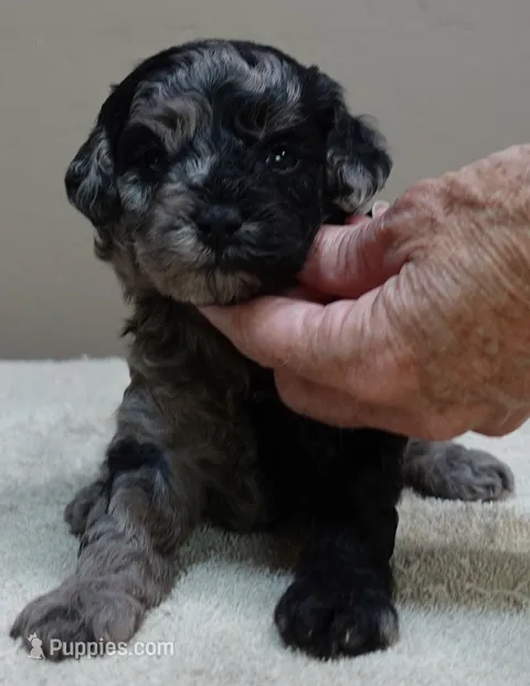 Milo blue merle – Poodle - Toy  puppy for sale in Colcord, OK