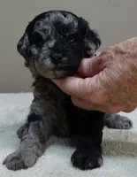 Milo blue merle, a male Poodle - Toy  for sale in Colcord, OK – 1 of 10