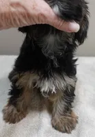 2nd chance door trained , a female Yorkshire Terrier for sale in Colcord, OK – 6 of 10