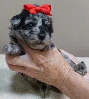 Mirlo rare blue merle, a male Poodle - Toy  for sale in Colcord, OK – 4 of 10