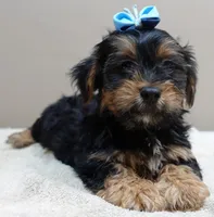 needs home 1, a male Yorkshire Terrier for sale in Colcord, OK – 1 of 10