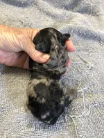 Mirlo, a male Poodle - Toy  for sale in Colcord, OK – 7 of 10