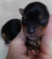 Peyton, a male Yorkshire Terrier for sale in Colcord, OK – 8 of 10