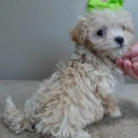TEACUP Kyro 1 lb 12 ozs, a male Maltipoo for sale in Colcord, OK – Photo 2 of 10